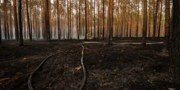 Straż pożarna: Pożar w Puszczy Solskiej został opanowany