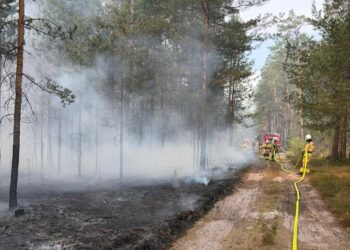 Pożar w Puszczy Solskiej. Wiceszef MSWiA: działania będą nadal realizowane